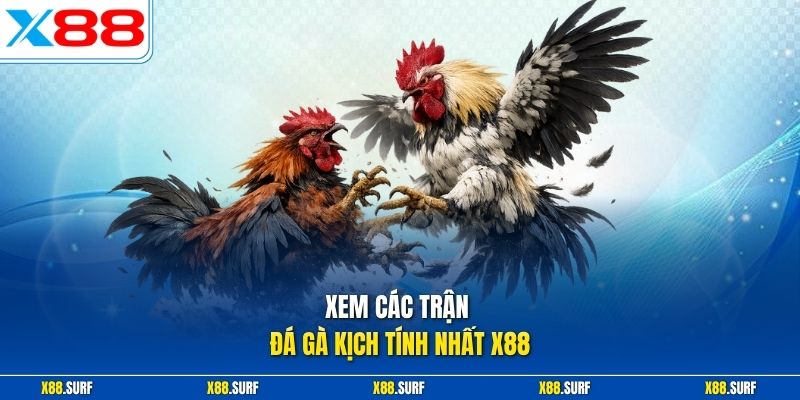 X88 22 Xem các trận đá gà kịch tính nhất X88
